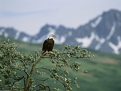 On Guard, Bald Eagle, Alaska